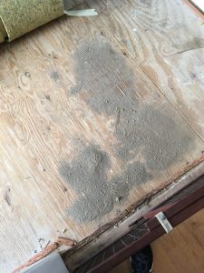 What's hiding under your carpet?