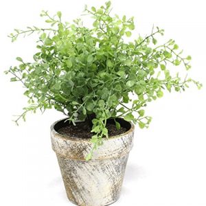 Green Boxwood in Faux Stone Pot